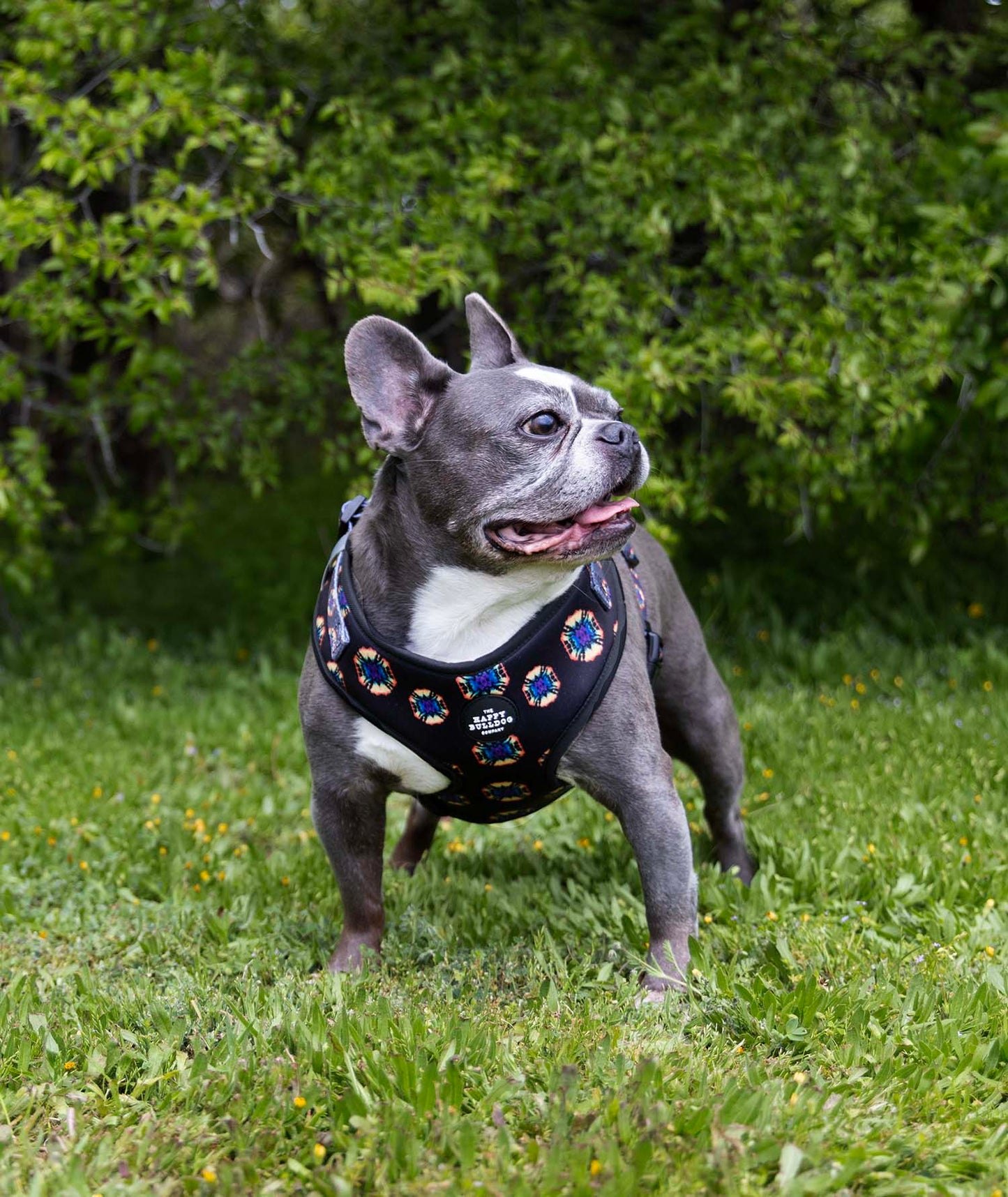 Midnight Tie Dye Neoprene Dog Harness